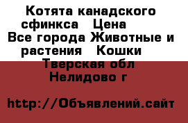 Котята канадского сфинкса › Цена ­ 15 - Все города Животные и растения » Кошки   . Тверская обл.,Нелидово г.